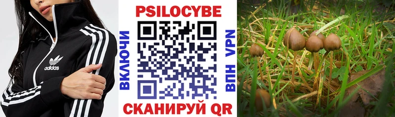 Псилоцибиновые грибы Psilocybe  ОМГ ОМГ зеркало  Всеволожск  наркотики 